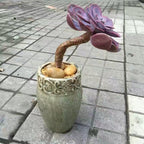 Domestic Flower Vase