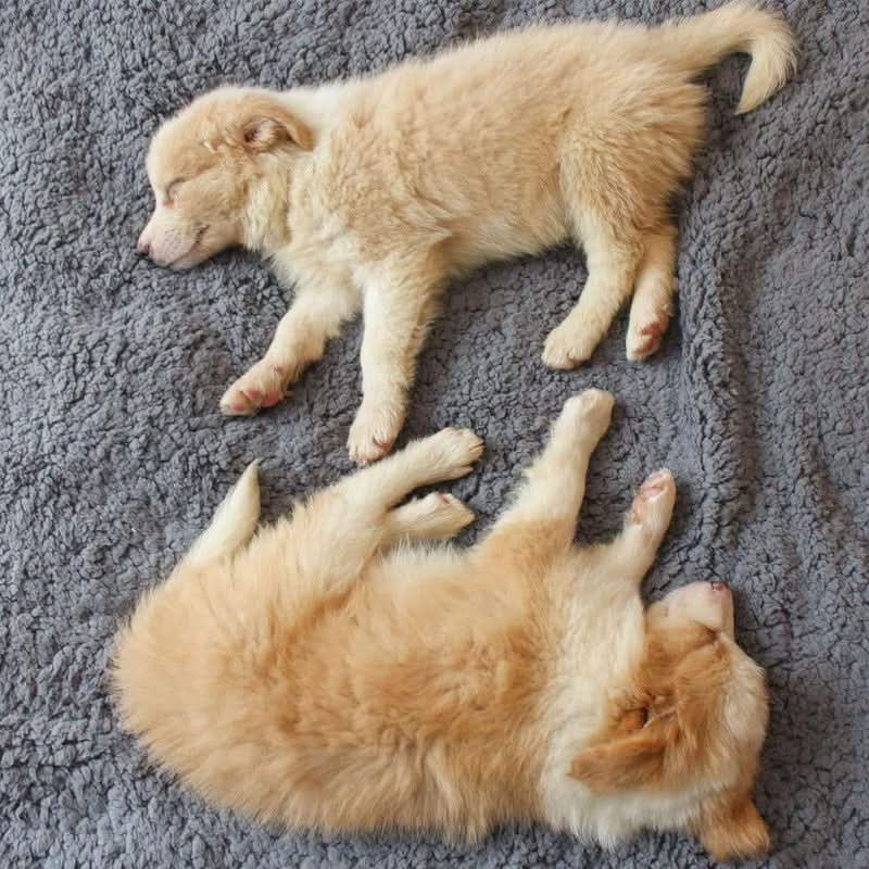FLOOPIE Premium Pet Fleece Blanket