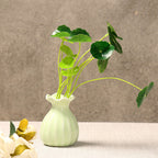 Elegant Curved Ceramic Flower Vase