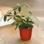 110 Pieces 10cm Plant Pots Nursery Pots Red Plastic Flower Pot - Image 4