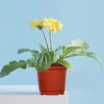 110 Pieces 10cm Plant Pots Nursery Pots Red Plastic Flower Pot - Image 3